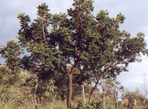 barbati1.jpg (81865 bytes)