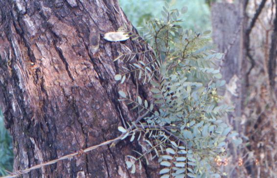 caviu2.jpg (50909 bytes)