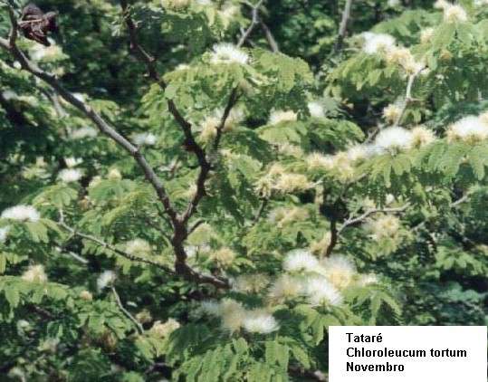 11tatare.jpg (100309 bytes)