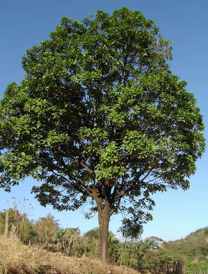 Paratudo Hortia brasiliana Paratudo Hortia brasiliana