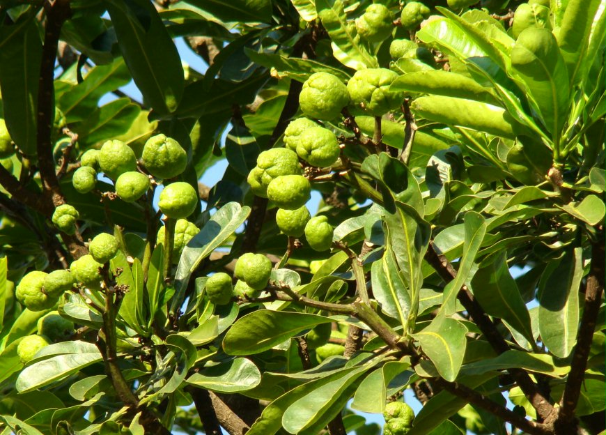 Paratudo Hortia brasiliana Paratudo Hortia brasiliana