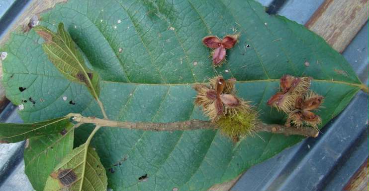 Sapopema Sloanea retusa