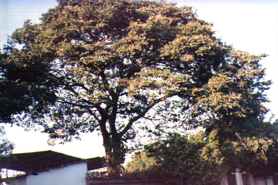 Jatoba3.jpg (51520 bytes)