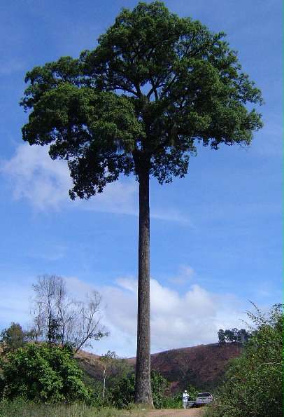 Jequipa1.jpg (37912 bytes)