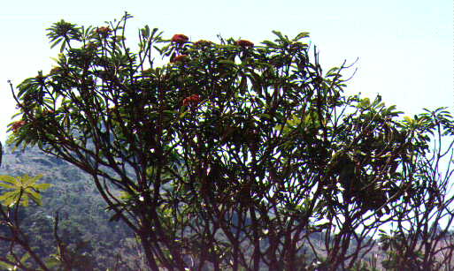 Parat2.jpg (41717 bytes)