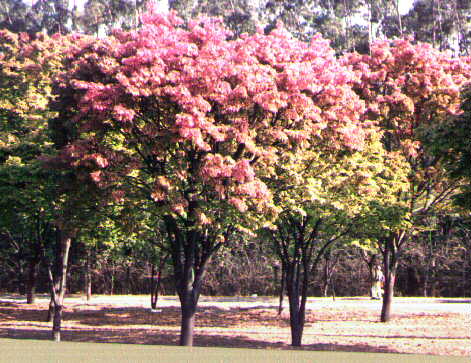 Sapuca1.JPG (46278 bytes)