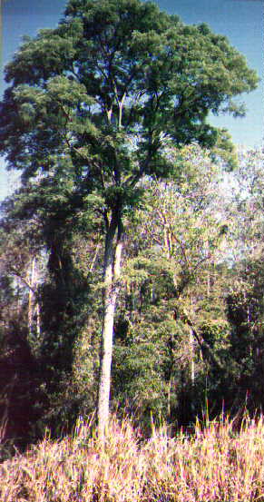 Vinhat6.jpg (42787 bytes)