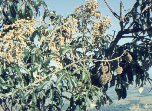 blspast1.jpg (78675 bytes)