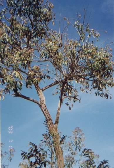 blspast2.jpg (82452 bytes)