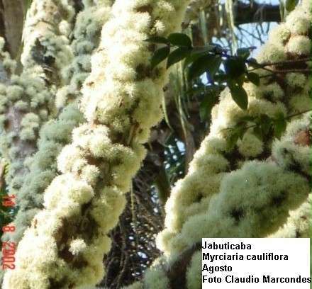 08jabut.jpg (78605 bytes)